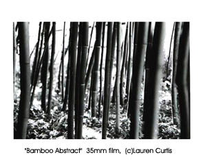 35mm black & white nature photo of stalks of bamboo in high contrast.