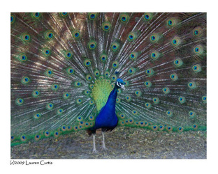 Colorful photo of a male peacock with it's tail feathers fully fanned out on display. Nature and animal photography.