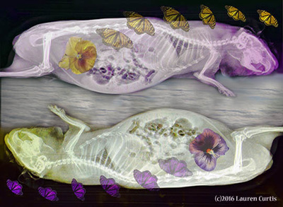 A pale purple & a pale yellow Yin/Tang posed pair of rodent x-rays with collaged butterflies and flowers.