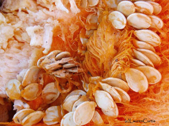 Close up photograph of the insides of a smashed pumpkin.  Pumpkin seeds and guts. Oranges.