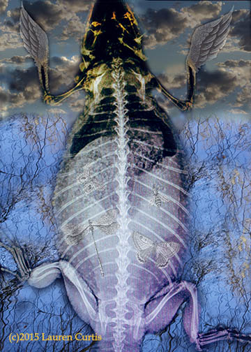 Winged amphibian fantastical creature made of collaged animal x-ray photos. Creature is swimming in images of clouds and blue reflecting water.