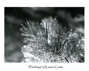 35mm black & white nature photo. Close up of pine needles with beads of rain water.