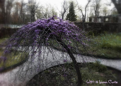 Misty, muted tones enhanced digital photo of an Asian purple tree by a garden path in Cross Keys Estate in NJ.