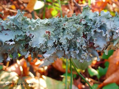 Close up of moss green lichen growing on a branch with autumn leaves in the background.  